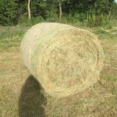 Hay