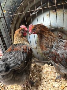 Blue Copper Marren Roosters