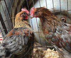 Blue Copper Marren Roosters