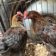 Blue Copper Marren Roosters