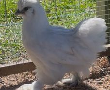 silkie cross pullets x3