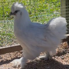 silkie cross pullets x3