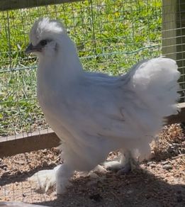 silkie cross pullets x3