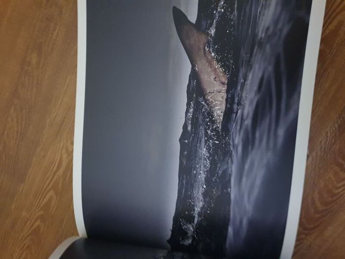 Shark, Fear and Beauty, Jean-Marie Ghislain