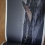 Shark, Fear and Beauty, Jean-Marie Ghislain Image 4