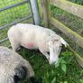 Rams Image 5