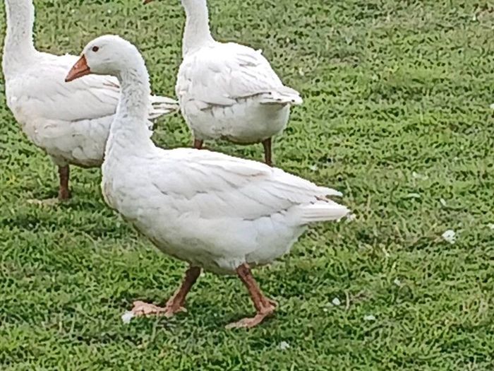 Emden Geese For Dale