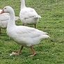 Emden Geese For Dale Image 3