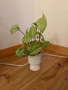 plant and pot