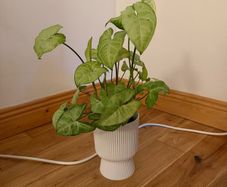 plant and pot