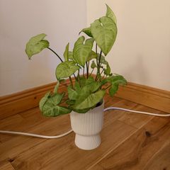 plant and pot