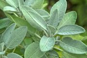 (S) Sage Seeds 1g (882914)