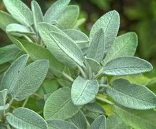 (S) Sage Seeds 1g (882914)