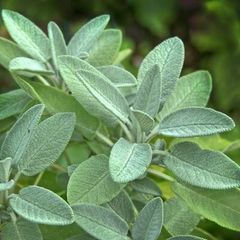 (S) Sage Seeds 1g (882914)