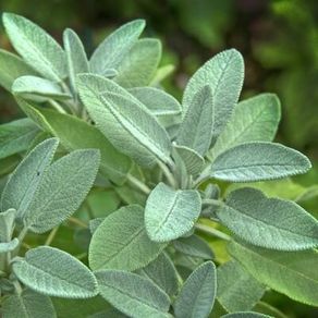 (S) Sage Seeds 1g (882914)