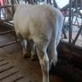 Heifer Image 2