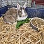 rabbit Image 2