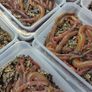 Fresh live ragworm Image 2