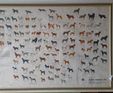 Dog Poster