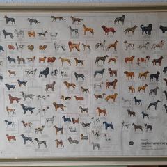 Dog Poster