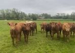 30 super suckler bullocks