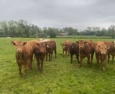 30 super suckler bullocks