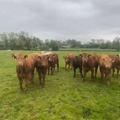 30 super suckler bullocks