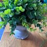 Bundle of 5 Artificial Trailing Plants (IKEA Fejka & Dunnes Stores) Image 8