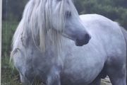 kerry bog pony