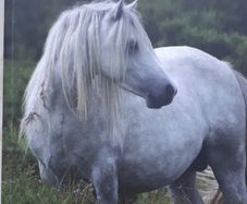 kerry bog pony