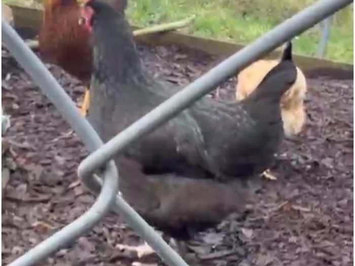 Hen