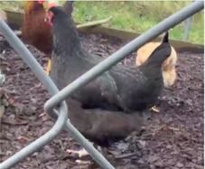Hen