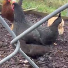Hen