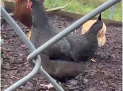Hen