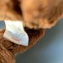 TY Bear Hero Image 2