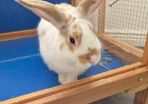 rabbit