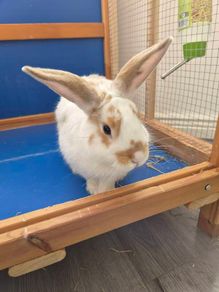 rabbit