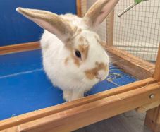 rabbit