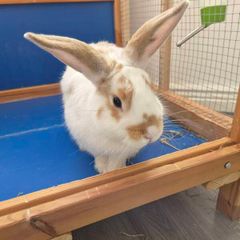 rabbit