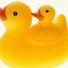 Duck05