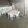 10 texel ewe hoggets Image 3