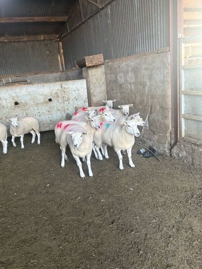 10 texel ewe hoggets