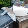Plastic Pigeon Image 4