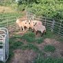 sheep Image 6