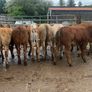 10 suckler bred heifers Image 10