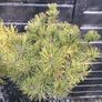 Dwarf mountain pine ( pinus mungo pumilo ) Image 3