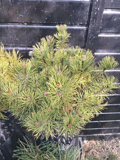 Dwarf mountain pine ( pinus mungo pumilo )