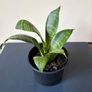 Snake plant Image 2