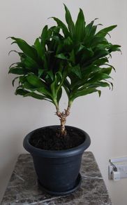 Dracaena plant with Pot
