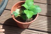 plants